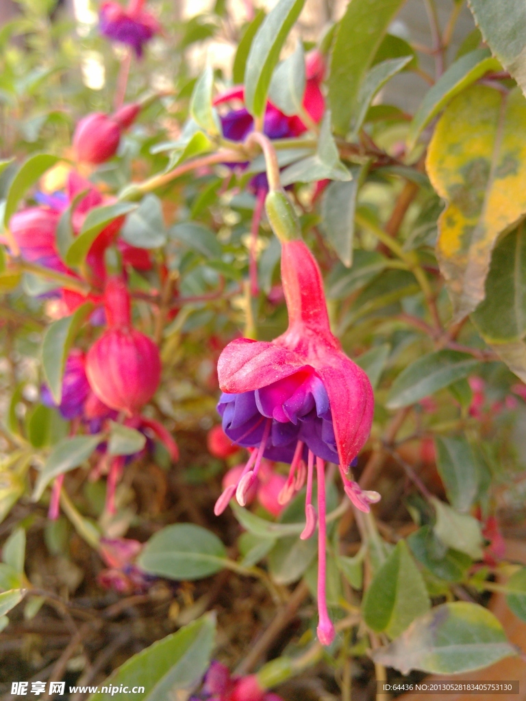 灯笼花