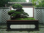 盆景