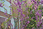 花树