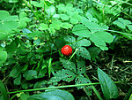 野生草莓