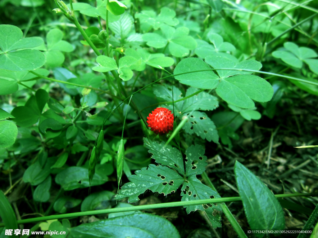 野生草莓