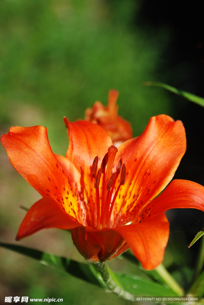 楼前百合花