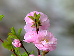 校园榆叶梅花