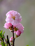 校园榆叶梅花