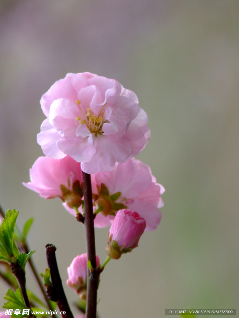 校园榆叶梅花