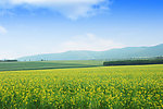 油菜花风景