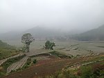 田野