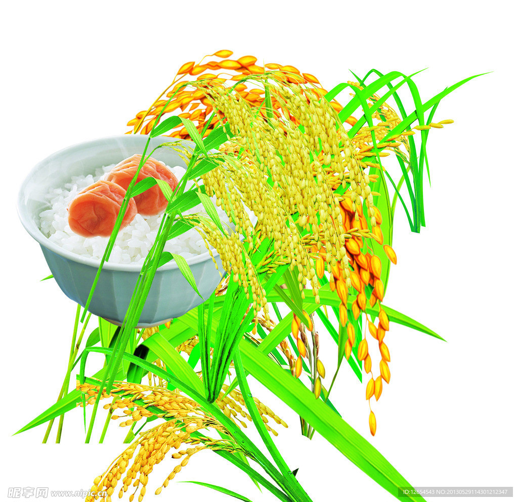 稻子