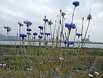 紫色菊花