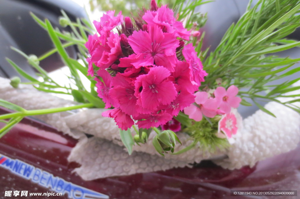 石竹花