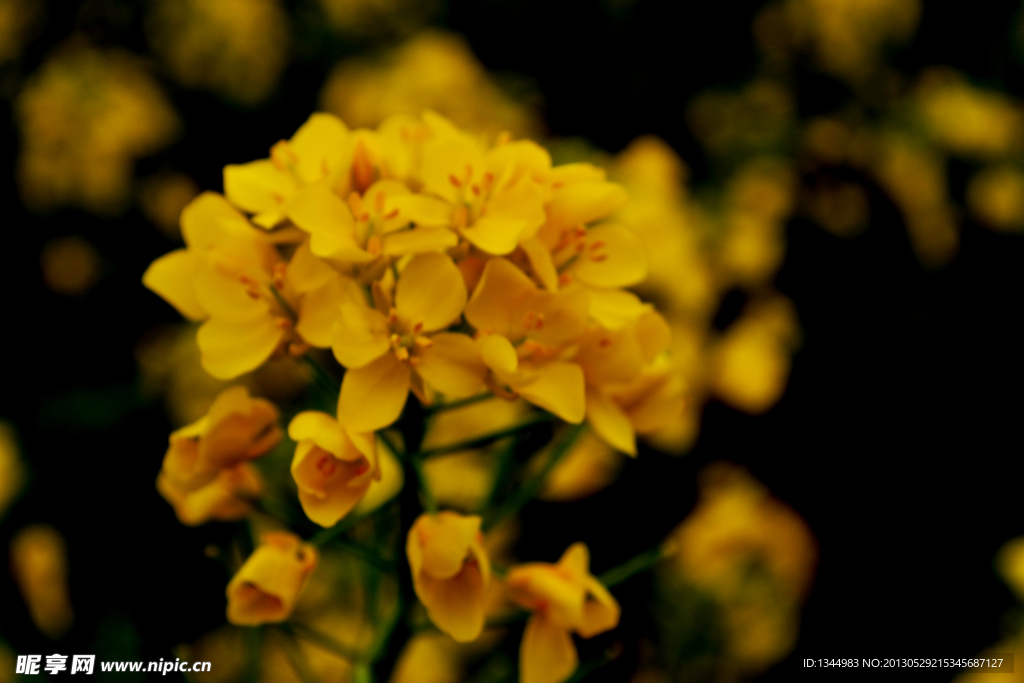 油菜花
