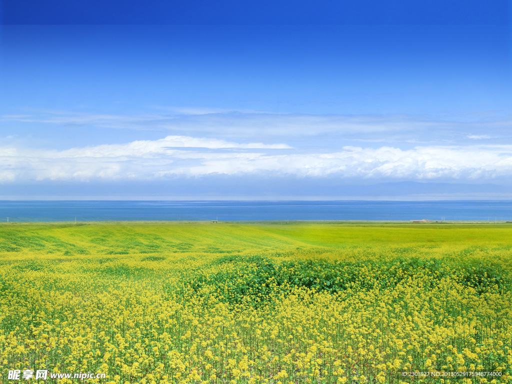 青海湖油菜花
