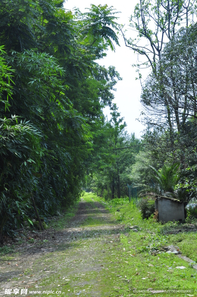 小径风景