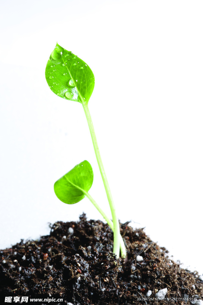 植物幼苗