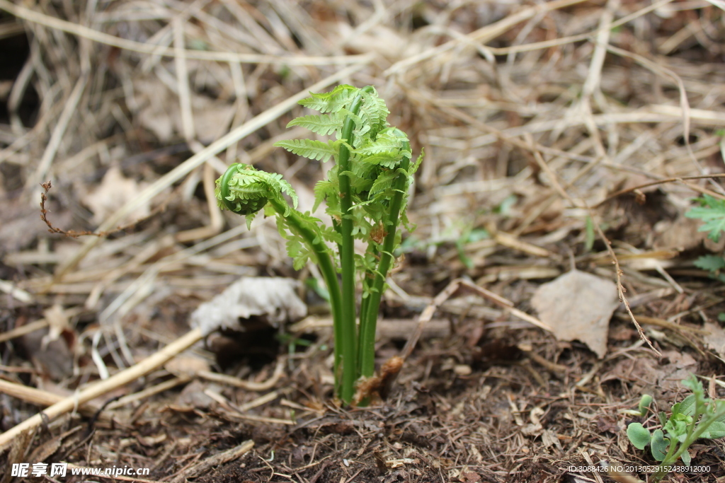 蕨菜