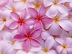 花瓣水珠底纹