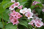 锦带花