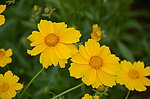 金鸡菊