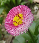 雏菊