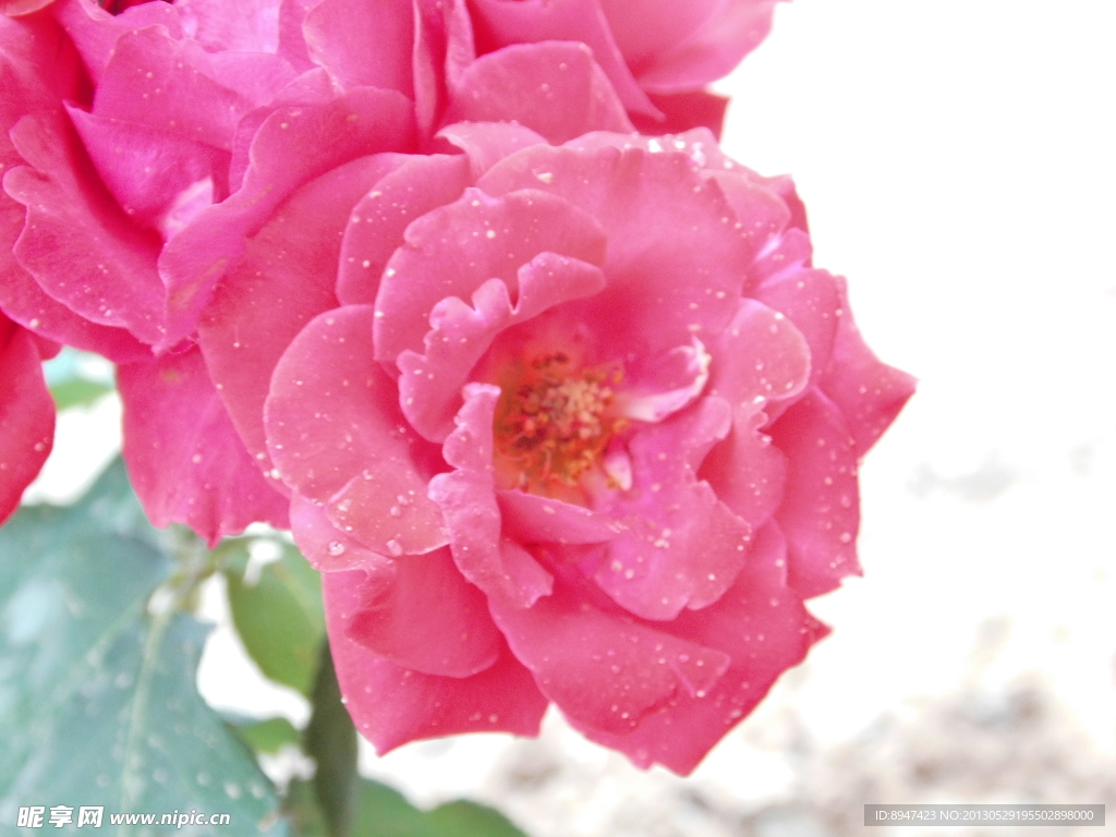 月季花