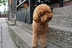 小狗