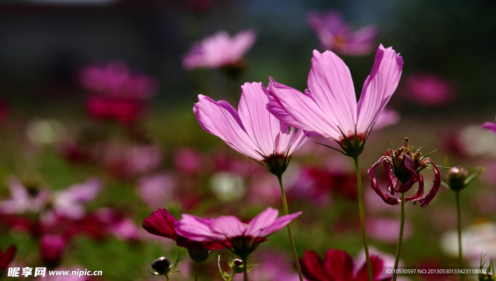 格桑花