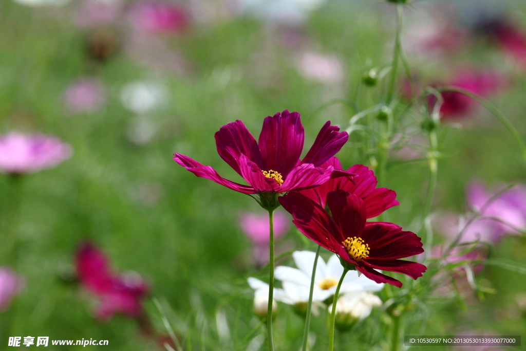 格桑花