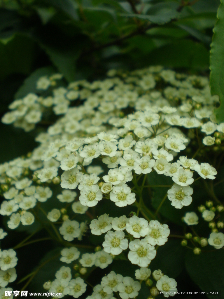 山花