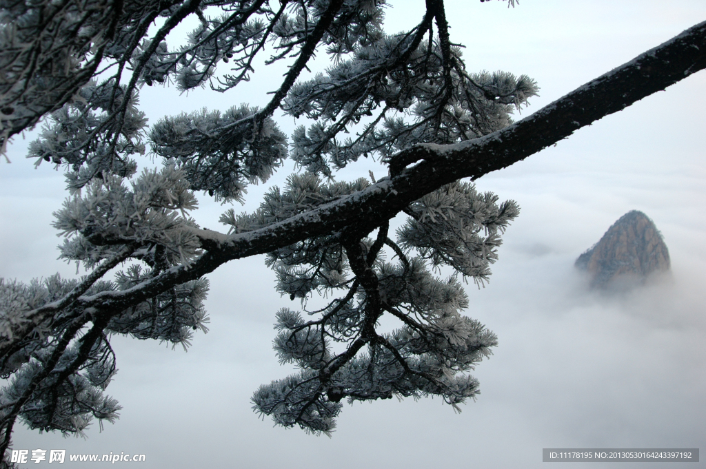 雪松