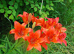 校园中的百合花