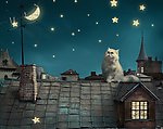 卡通夜景猫咪