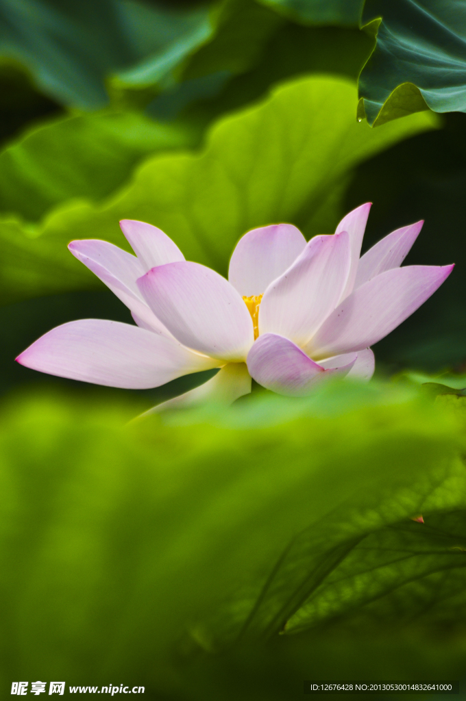 荷花