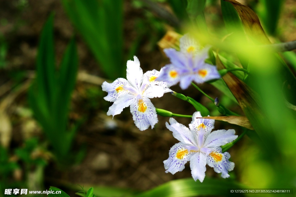 鸢尾花