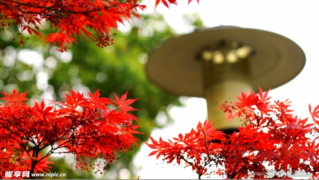 红叶明灯