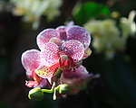 兰花