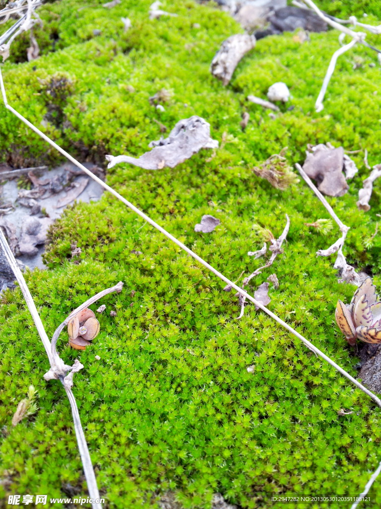 苔藓