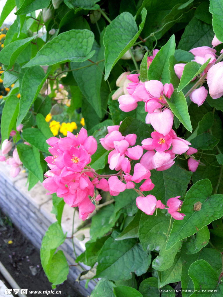 鲜花