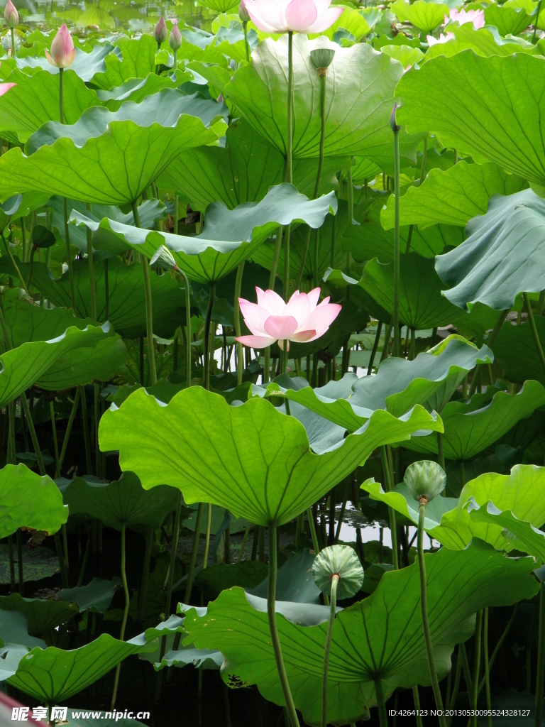 莲花