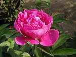 芍药