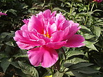 芍药