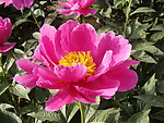 芍药