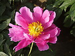 芍药