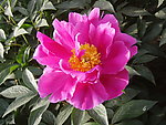 芍药