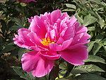 芍药