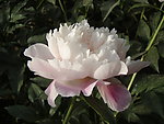 芍药