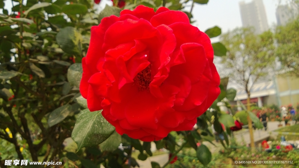 月季花