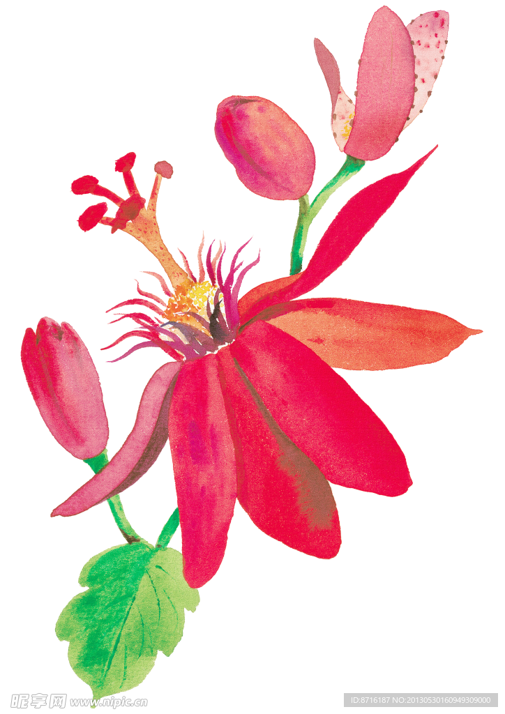 手绘花朵