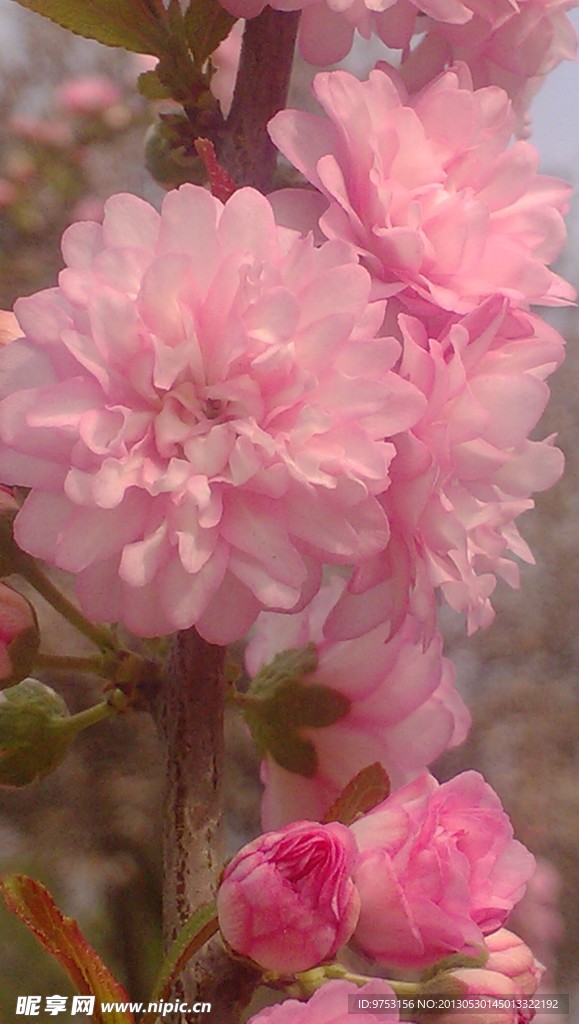 鲜花