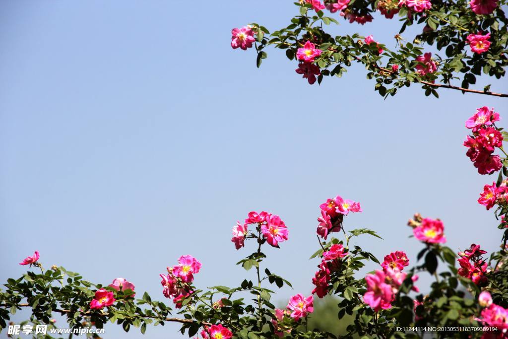 盛开的月季花