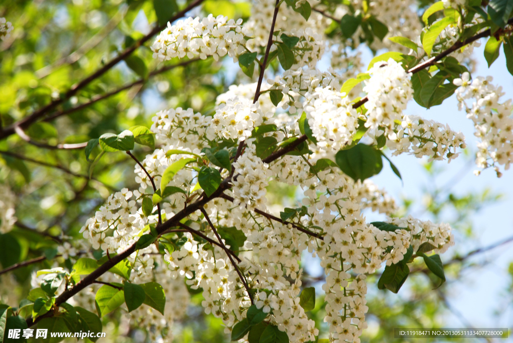 楼南臭李字花